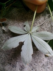 Potentilla alchimilloides