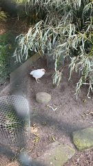 Gallus gallus domesticus