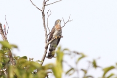 Hierococcyx sparverioides