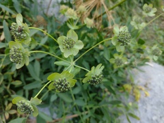 Bupleurum angulosum