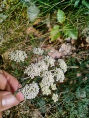 Seseli montanum