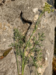 Seseli montanum
