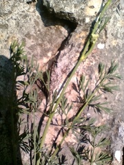Seseli montanum