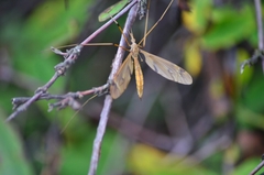 Tipula moiwana