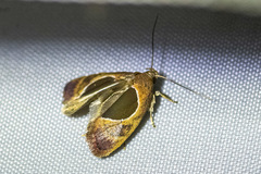 Hoplomorpha abalienella