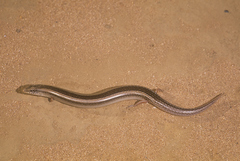 Chalcides mionecton mionecton
