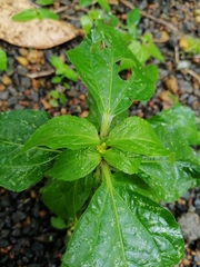 Synedrella nodiflora