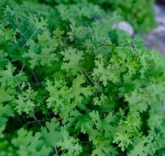 Cineraria alchemilloides