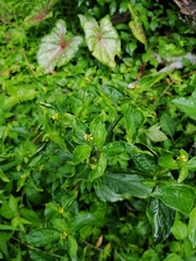 Synedrella nodiflora