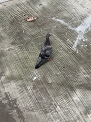 Columba livia domestica