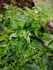 Synedrella nodiflora