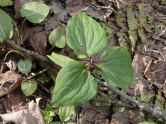 Trillium govanianum