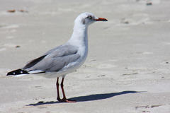 Chroicocephalus cirrocephalus poiocephalus