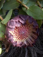 Protea amplexicaulis