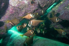 Pempheris compressa