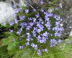 Viola decumbens decumbens