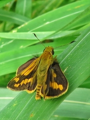 Potanthus pseudomaesa