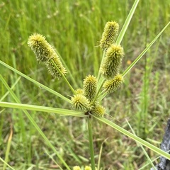 Cyperus ovatus
