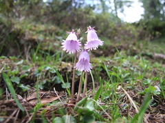 Soldanella