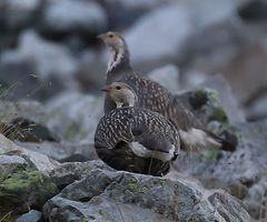 Tetraogallus caucasicus