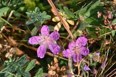 Geranium subargenteum