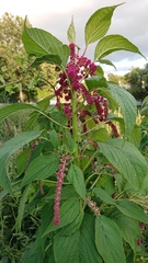 Amaranthus caudatus
