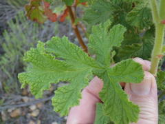 Pelargonium panduriforme