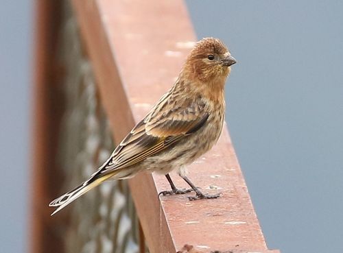 Fire-fronted Serin