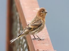 Red-Fronted Serin photo 4