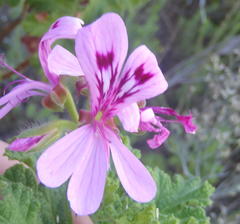 Pelargonium panduriforme