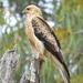 Whistling Kite - Photo (c) Deb, some rights reserved (CC BY-NC), uploaded by Deb