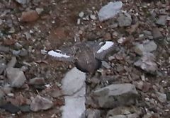 Tetraogallus caucasicus