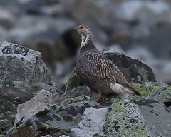 Tetraogallus caucasicus