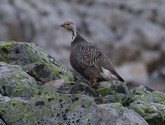 Tetraogallus caucasicus