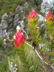 Glischrocolla formosa