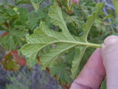 Pelargonium panduriforme