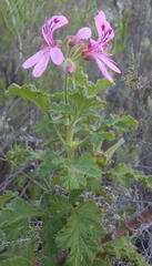 Pelargonium panduriforme