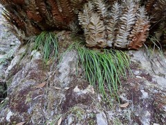 Haplopteris elongata