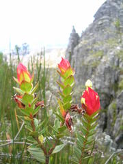 Glischrocolla formosa