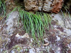 Haplopteris elongata