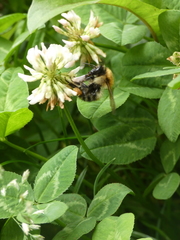 Bombus