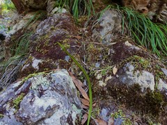 Haplopteris elongata