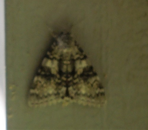 Semirelict Underwing Moth photo 3