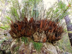 Haplopteris elongata