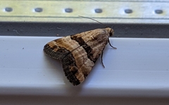 Pseudozarba bipartita