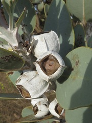 Eucalyptus pleurocarpa