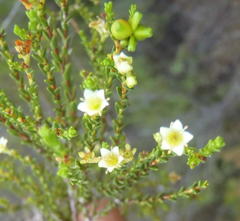 Diosma prama