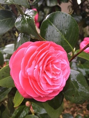 Tracheophyta