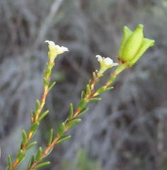 Diosma prama
