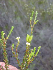 Diosma prama